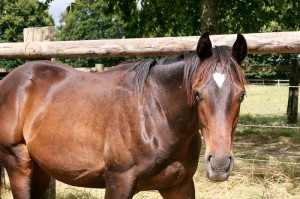 Broken Journey yearling