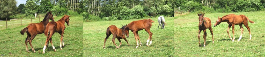 Sinnkosako (Anabaa - Reinamixa, Natagora's mother) foal, playing with another chesnut foal.