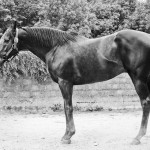 Great Journey, conformation du fils de Sunday Silence