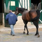 Retour au box pour Spirit One, au haras de Lonray.