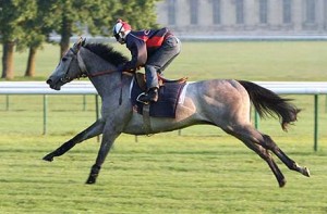 Natagora, by Divine Light, training in Chantilly