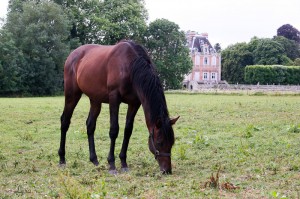 Sinnkosako yearling, devant le château de Lonray