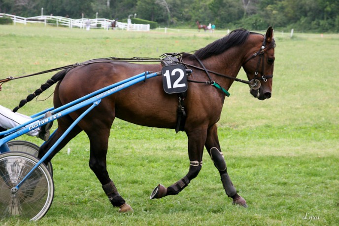 Solide du Jayle au canter