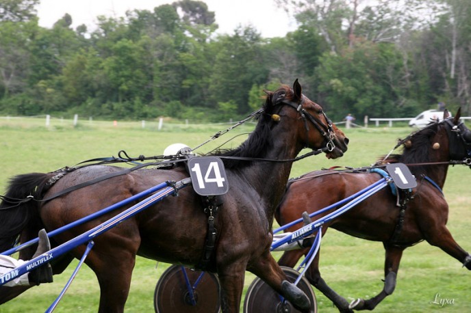 Scarface Ringeat, deuxième de sa course.