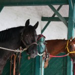 Rigodix dans sa stalle, avant la course.