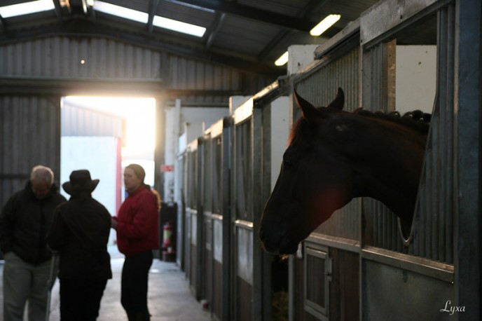 Copper Beech Stables