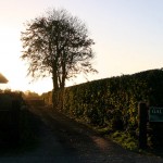 Copper Beech Stables