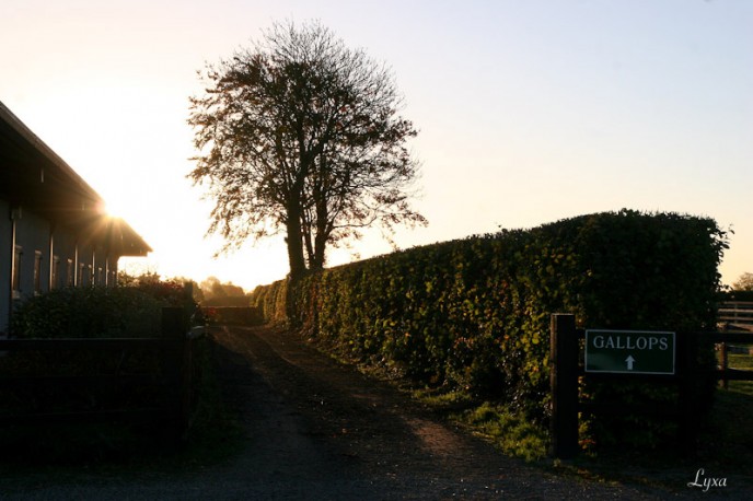 Copper Beech Stables