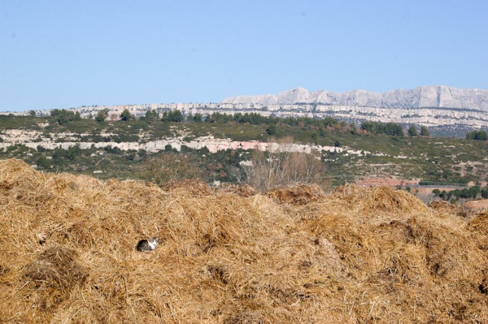 La montagne de Sainte Victoire en toile de fond