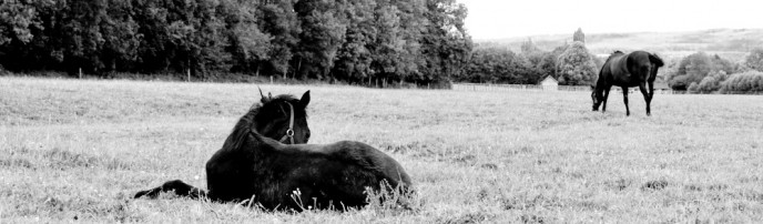 Haras de Lonray Aksil foal et Nera Zilzal