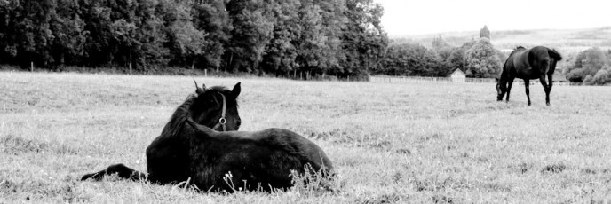 Haras de Lonray Aksil foal et Nera Zilzal